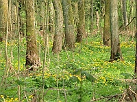 Frühling auch auf dem Waldboden